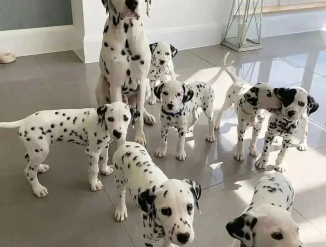 Dalmaatsia kutsikad otsivad uut kodu