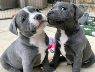 Pitbulli kutsikad otsivad uut kodu.