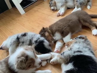 Mustvalged Austraalia kutsikad otsivad uut kodu.