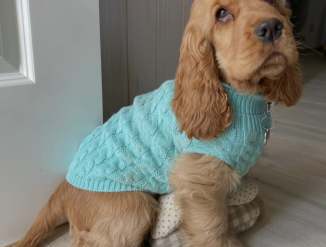 Väike Ameerika kokkerspanjeli kutsikas lapsendamiseks.