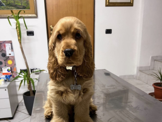 Müüa armas Ameerika kokkerspanjeli kutsikas