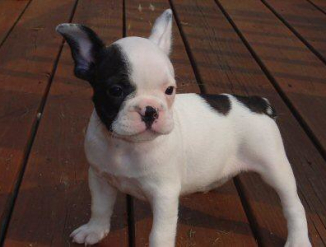 Щенки французского бульдога