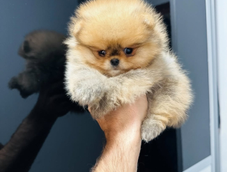 Pomeranian spitsi kutsikad