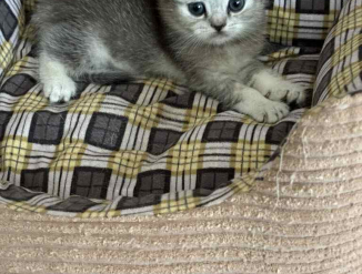 Продаются котята породы скоттиш страйт