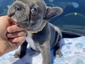Prantsuse buldog