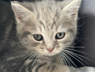Британские котята
