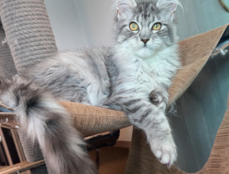 Maine coon emane