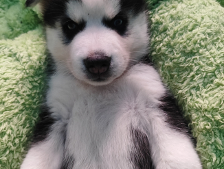 Sibery Husky