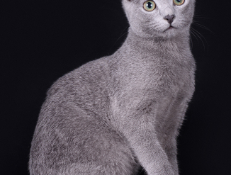 Русские голубые кошки