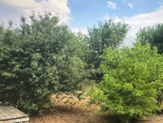 Сад с фруктовыми деревьями