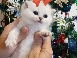 Открыто бронирование британских котят.