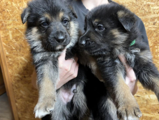 Щенки немецкой овчарки