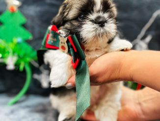 Shih tzu