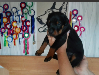 Щенки Добермана