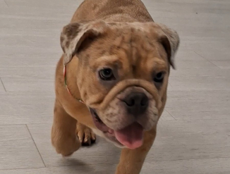 Английский бульдог