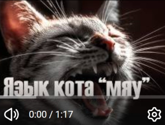 Что на самом деле говорит ваш кот? Манипуляция хозяином раскрыта