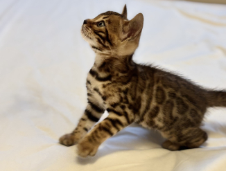 Бенгальские котята ( Bengali kassipojad)