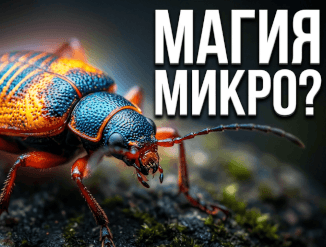 Магия природы в объективе от сельских пейзажей до крошечных насекомых