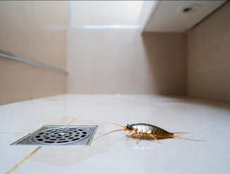 Чешуйницы в ванной: как избавиться при стоячей воде