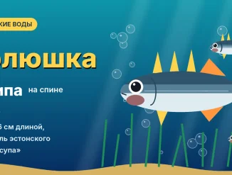 Погрузитесь в удивительный мир рыбы колюшки — вы будете удивлены тем, что найдете!