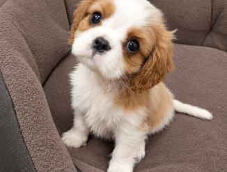 Cavalier King Charles spanjeli kutsikad!